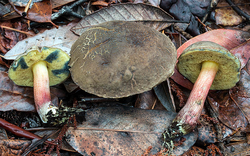 Xerocomellus mendocinensis