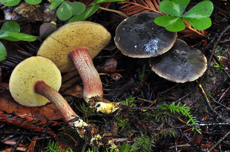 Xerocomellus zelleri