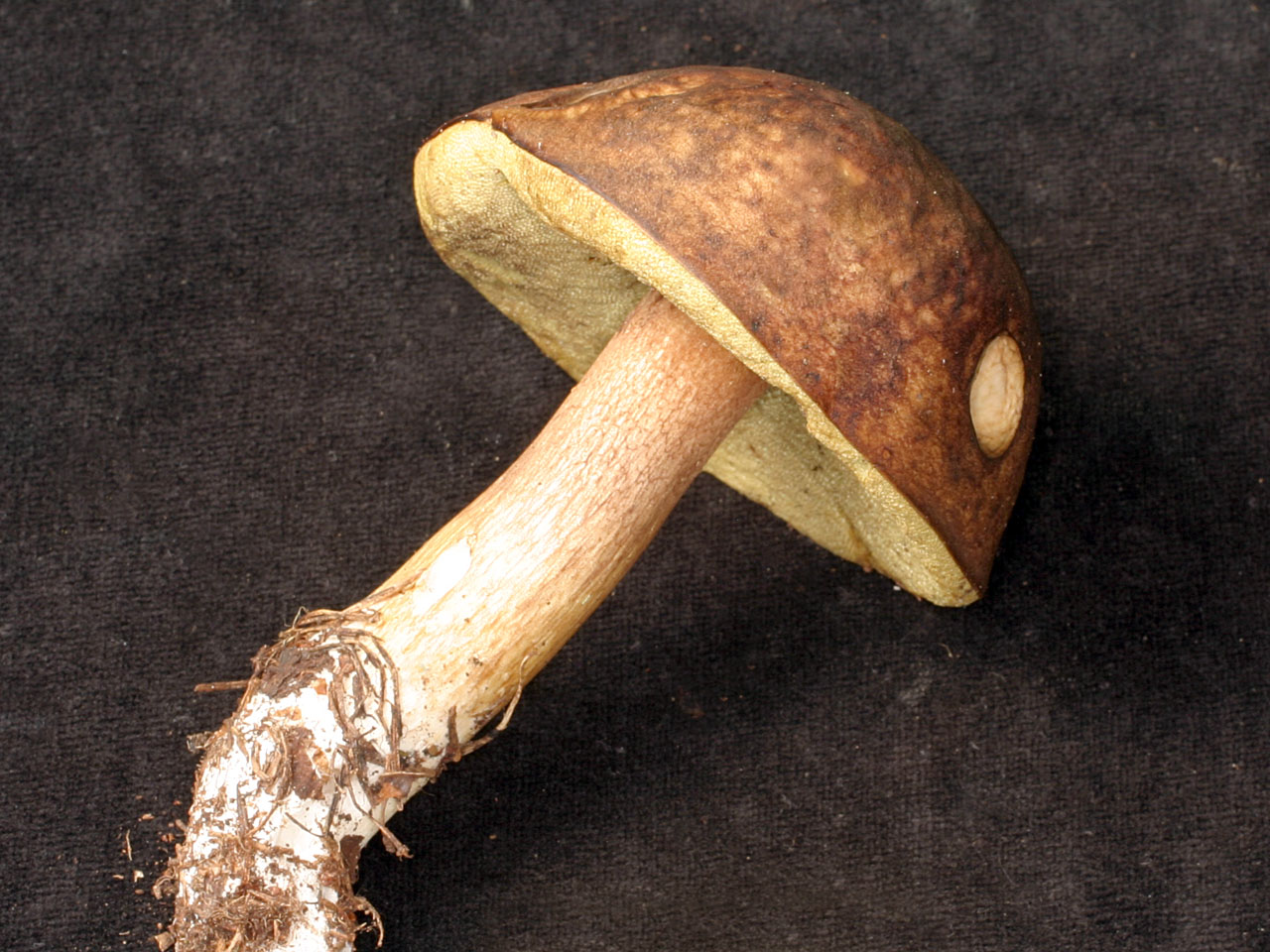 California Fungi Boletus fibrillosus