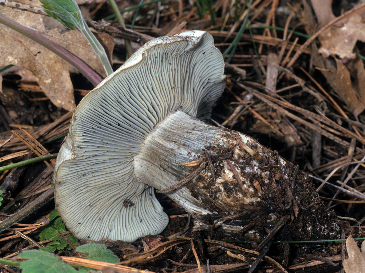 California Fungi Hygrophorus caeruleus