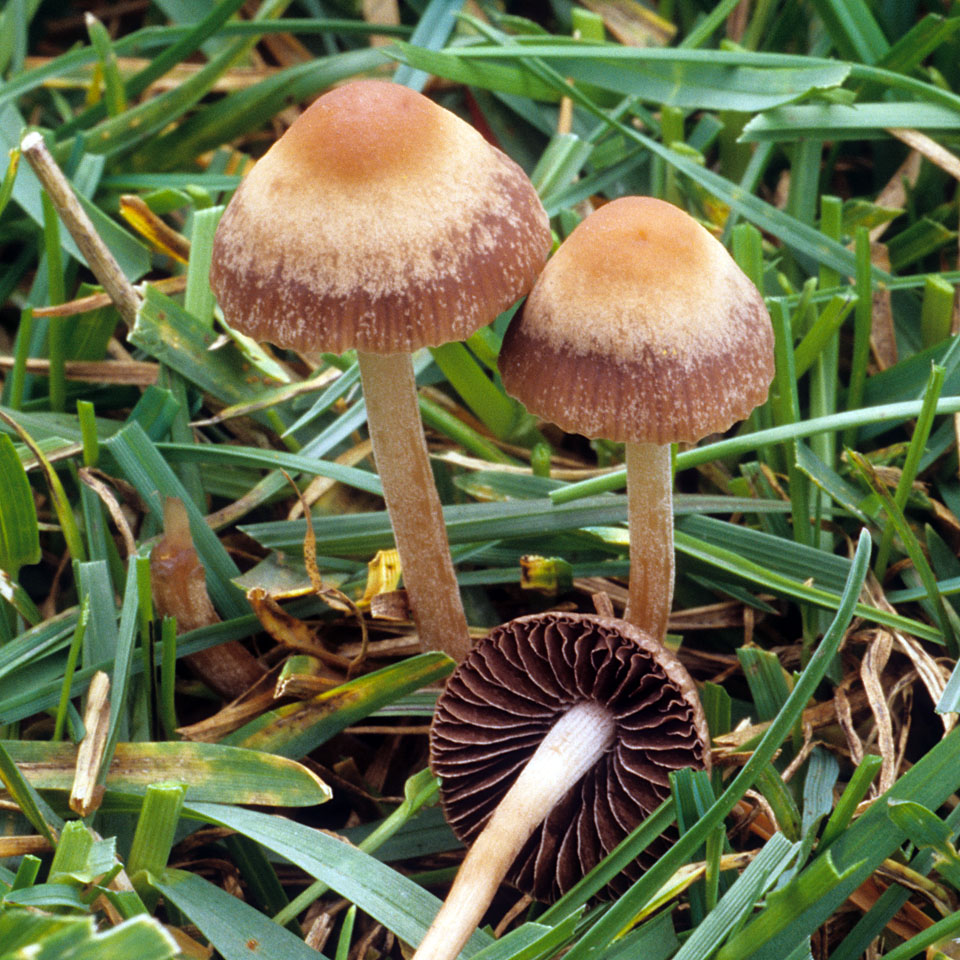 California Fungi Paneolina foenisecii