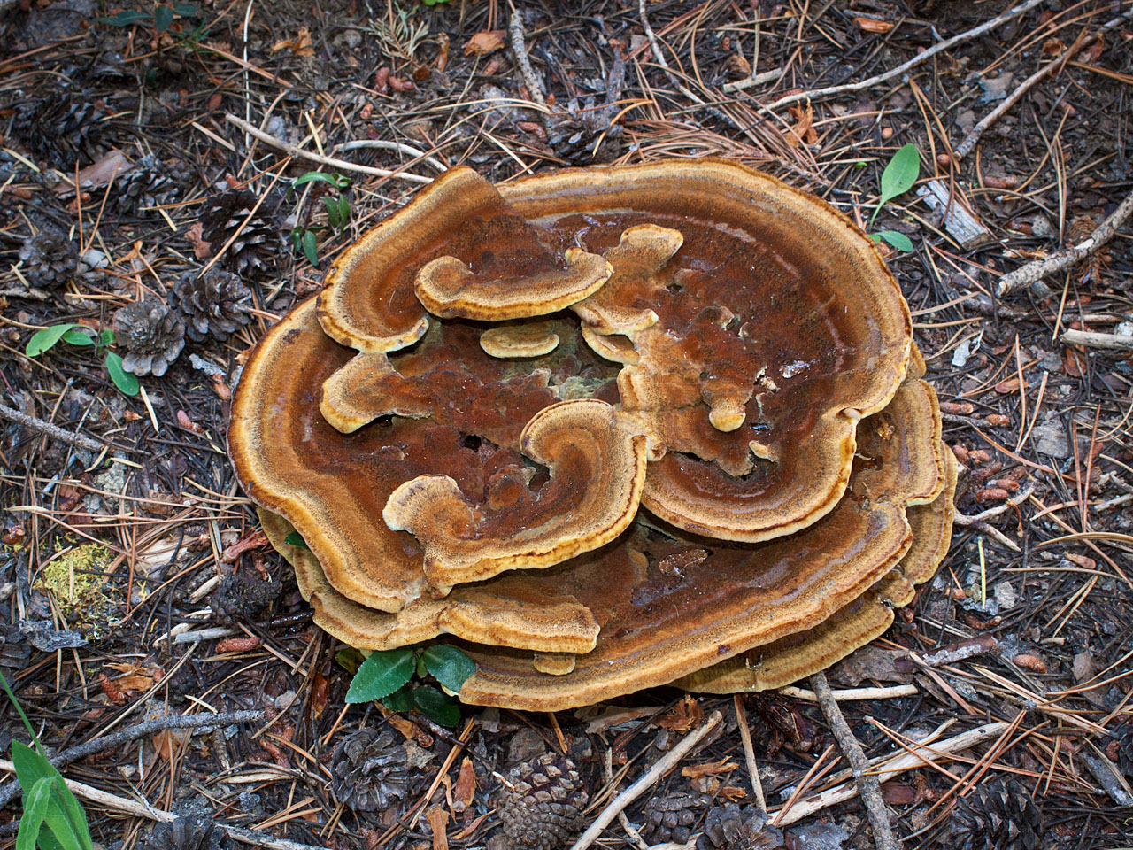 California Fungi Phaeolus schweinitzii