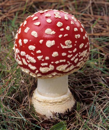 Amanita muscaria