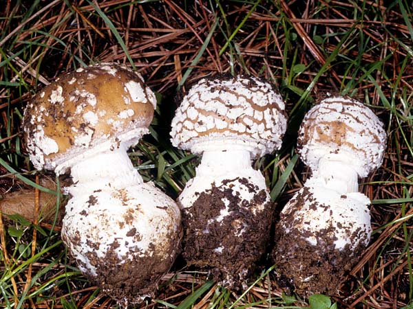 Amanita pantherina