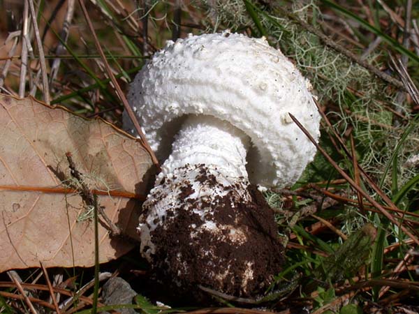 Amanita smithiana