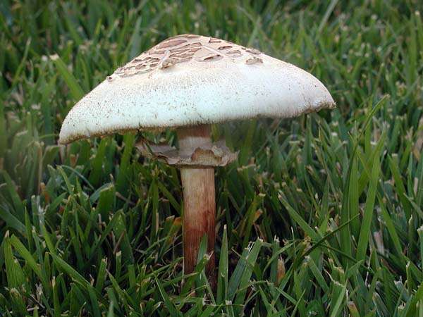 Chlorophyllum molybdites