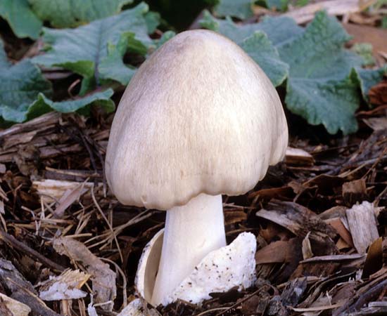 Volvariella speciosa