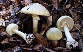 Amanita phalloides