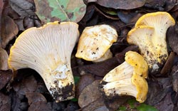 Cantharellus californicus