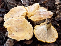 Cantharellus californicus