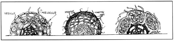 three types of mycorrhizal root