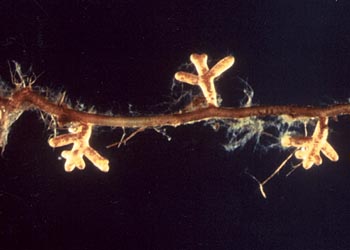 Melanogaster intermedius and Pacific madrone