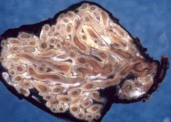 Rhizopogon vinicolor