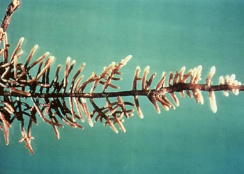 Lactarius rubrilacteus and Douglas-fir