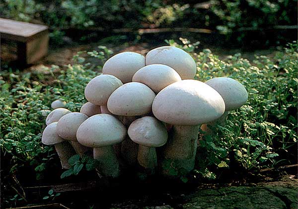 Mykoweb Mushrooms In The Garden