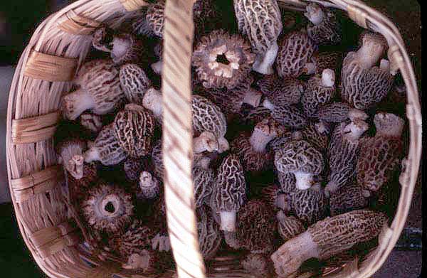 This is a basket of morels
